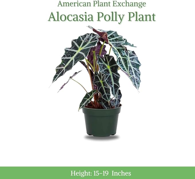 American Plant Exchange Alocasia Polly African Mask – 6-Inch with Pot – Live Easy Care Tropical Houseplant, Air Purifying Foliage for Home, Office, or Indoor Garden Decor