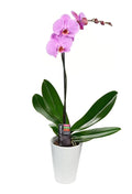 KaBloom - Purple Phalaenopsis Orchid Plant (18-24 Inches Tall) (1 Stem) in a White Ceramic Pot - Fresh Flowers for Birthday, Valentine's & Mother's Day