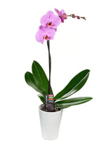 KaBloom - Purple Phalaenopsis Orchid Plant (18-24 Inches Tall) (1 Stem) in a White Ceramic Pot - Fresh Flowers for Birthday, Valentine's & Mother's Day