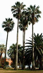 Mexican Fan Palm Tree Seeds, Washingtonia Robusta, Mexican Washingtonia, 15 Premium Quality Tree Seeds, Exotic Palm Tree, 60-80% Germination, (Isla's Garden Seeds)