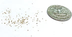Lithops Seed Mix Freshly Harvest Pack of 50 Seeds Mix