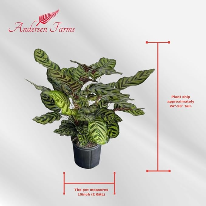 Calathea Makoyana – 10 Inches Grower Pot – Peacock Plant – Live Air Purifying Indoor Plant with Patterned Green Leaves, Easy Care Tropical Home Décor