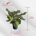 Calathea Makoyana – 10 Inches Grower Pot – Peacock Plant – Live Air Purifying Indoor Plant with Patterned Green Leaves, Easy Care Tropical Home Décor
