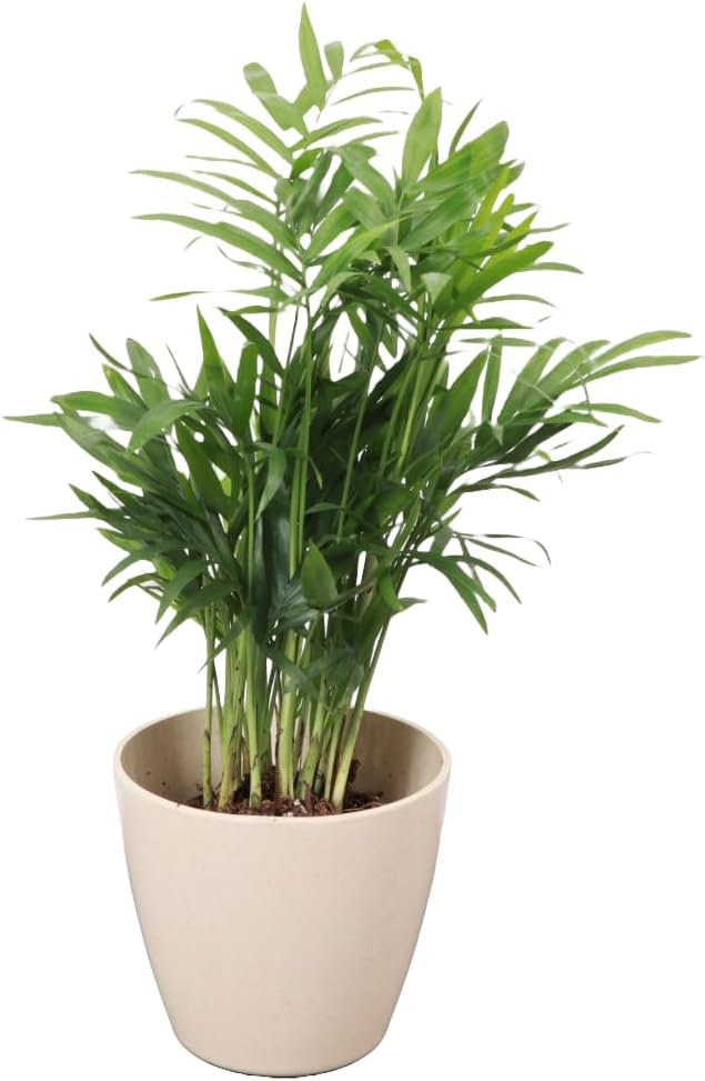 Thorsen's Greenhouse Parlor Palm Plant, Live Indoor Plant, Neanthe Bella Palm, Natural Air Purifier, Easy to Grow, Pet Safe Plant, 4-inch Diameter Pot (Natural)