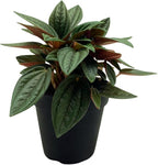 BubbleBlooms Peperomia Rosso in a 4 inch Pot Radiator Plant Caperata