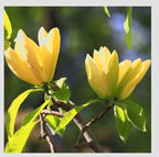 Yellow Jane Magnolia Live Plant – 18” Tall Flowering Shrub Tree