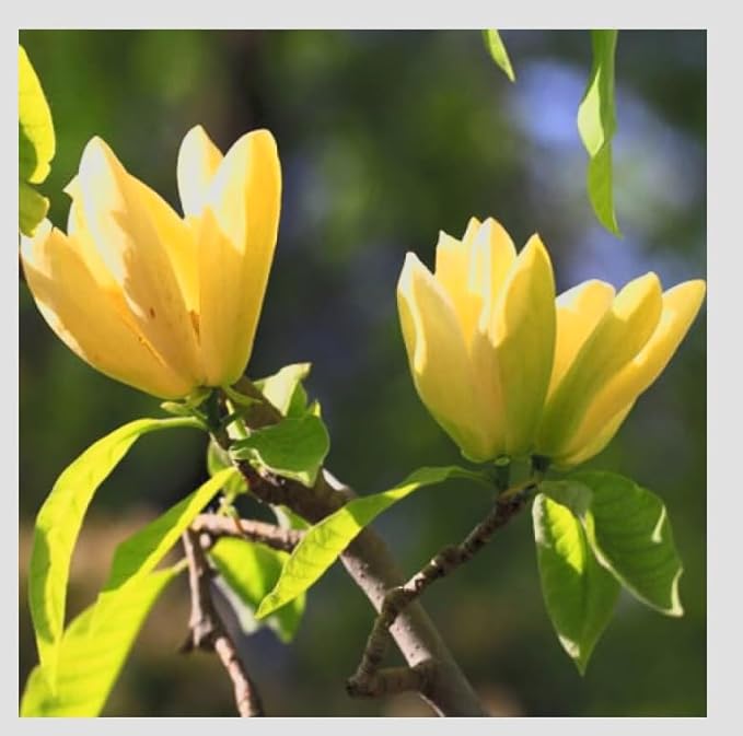 Yellow Jane Magnolia Live Plant – 18” Tall Flowering Shrub Tree