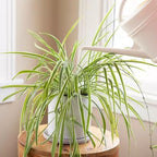 Healthy Spider Plant - Easy Care, Air-Purifying Houseplant (4 Spider sacs)
