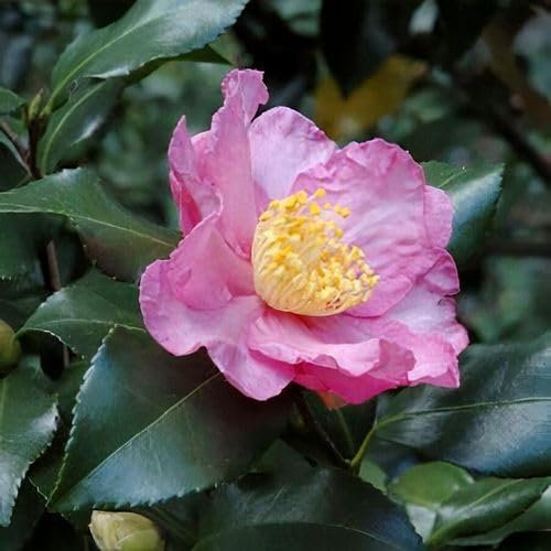 Camellia Plants Live, Rare Camellias Tree Live Plant, Vibrant Flower Shrub, Well-Rooted in Pot, Indoor Outdoor Flowering Zones 7-10 (Deep Pink)