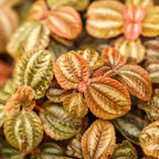 RedCrocus Pilea Assorted Indoor Plant- Decorative Foliage, Pet Safe, Easy Care, Versatile for Home & Office 8" Hanging Basket