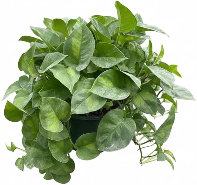Pothos 'Global Green' (6 inch) - Air-Purifying Houseplants - 4/6 inch Unique Live Decorative Houseplants - Low-Maintenance Indoor Plants, House Warming Gift, Natural Air Purifier