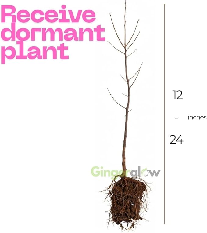 2 Blue Hydrangea Live Plants for Planting | 12-24" Rooted Cuttings | Cold-Hardy Macrophylla Flowering Shrub | Dormant Plant