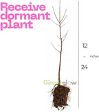 2 Limelight Hydrangea Tree Live Plants | 1-2ft Bare Root Seedlings | Low Maintenance Flowering Shrub | Well-Rooted Tree for Landscapes | Dormant Plant