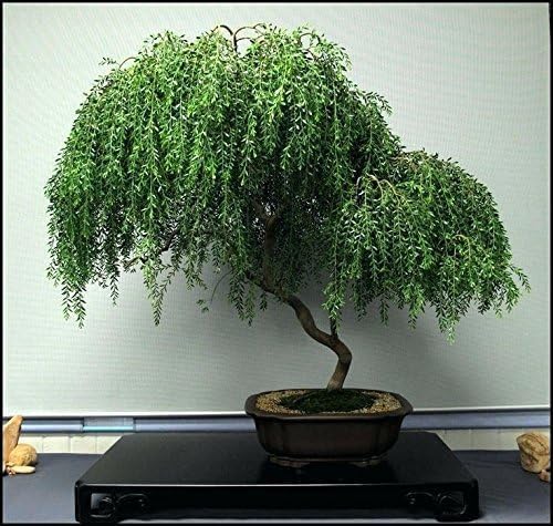 Asian Willow Bonsai Tree Cutting to Grow - Fast Growing, Indoor/Outdoor Bonsai Material
