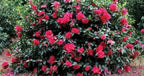 Southern Living October Magic Ruby Camellia,1-Gallon Pink Flowering Shrub, 5 ft Mature Height, USDA Zones 7-9