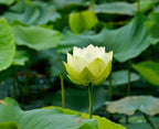 Ficoszo 30PCS Bowl Lotus Seeds Bonsai Lotus Seeds for Planting Water Lily Flower Aquatic Plants Seed Pond Plants Non GMO Home Garden Plant Seed Flowering Aquatic Bonsai Plant (Nelumbo)