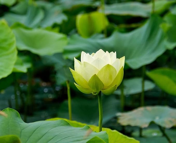 Ficoszo 30PCS Bowl Lotus Seeds Bonsai Lotus Seeds for Planting Water Lily Flower Aquatic Plants Seed Pond Plants Non GMO Home Garden Plant Seed Flowering Aquatic Bonsai Plant (Nelumbo)