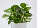Baby Rubber Plant (Peperomia obtusifolia) – Live Plant in 2 Inch Pot - Waxy, Spoon-Shaped Foliage with a Vibrant Green hue