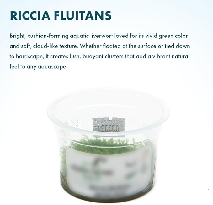 SubstrateSource Live Plant - Riccia Fluitans Tissue Culture Aquatic Live Aquarium Plant Grass Carpet for Aquascape - 100% Snail Free in Vitro Cup (Riccia Fluitans)