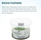 SubstrateSource Live Plant - Riccia Fluitans Tissue Culture Aquatic Live Aquarium Plant Grass Carpet for Aquascape - 100% Snail Free in Vitro Cup (Riccia Fluitans)