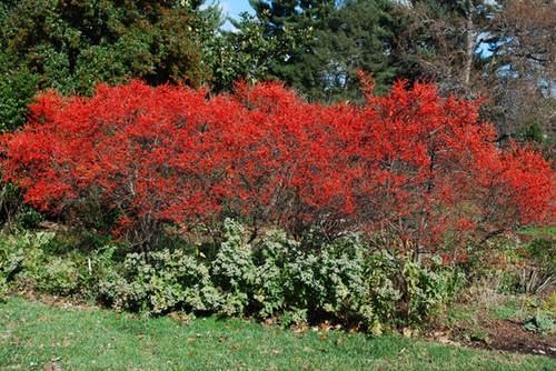 RedCrocus Sparkleberry Winterberry Ilex verticillata- Vibrant Red Berries, Deciduous Shrub, Attracts Pollinators, Deer Resistant, Container Friendly, Pet Safe, Ideal for Gardens 3 Gallon