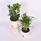 Air Purifier Indoor Plants for Home with Pots- Areca Palm & ZZ Plant