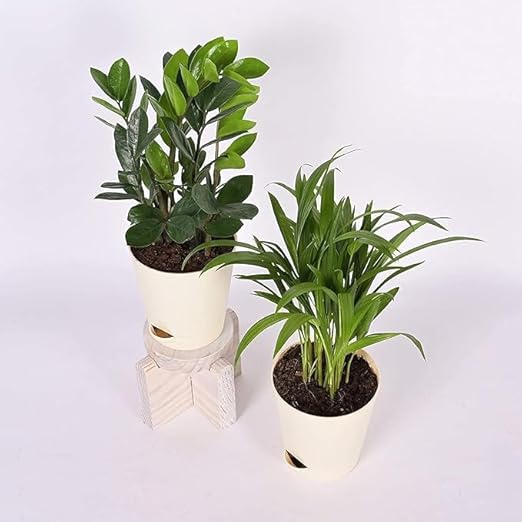 Air Purifier Indoor Plants for Home with Pots- Areca Palm & ZZ Plant
