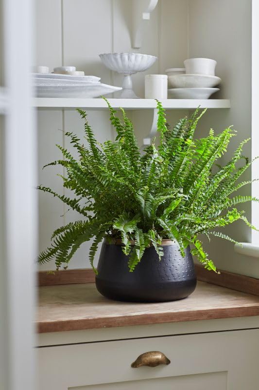 Burgon & Ball Sahara Sunset Large Plant Pot