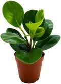 BubbleBlooms Peperomia Obtusifolia Green Marble Plant in a 2 inch Pot Rubber Spoonleaf Tiny Mini Pixie