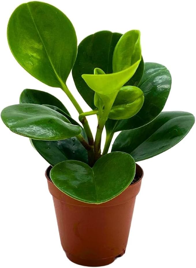 BubbleBlooms Peperomia Obtusifolia Green Marble Plant in a 2 inch Pot Rubber Spoonleaf Tiny Mini Pixie