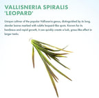 SubstrateSource Live Plant - Tall Grass, Vallisneria Spiralis 'Leopard' - Easy Care, Moderate to High Light, Rosette Accent, Freshwater Aquatic Plant for Aquascaping - Lead Bunch