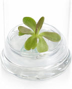 Bloomify Live Pinguicula ‘Fumiko’ Butterwort Carnivorous Plant Terrarium – No Water Indoor Plant, Zero Care Soil-Free Self Growing Kit, Mini Desk Plant, Home Decor, Pet-Safe Unique Gift