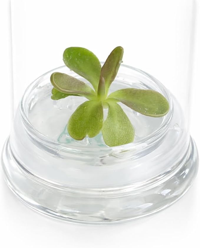 Bloomify Live Pinguicula ‘Fumiko’ Butterwort Carnivorous Plant Terrarium – No Water Indoor Plant, Zero Care Soil-Free Self Growing Kit, Mini Desk Plant, Home Decor, Pet-Safe Unique Gift