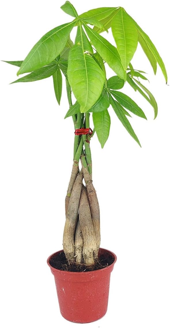 Braided Pachira Stump Money Tree (4" Grower Pot) - Low Light and Healthy Houseplant - Easy to Care Indoor Plants - Live Healthy Houseplant for Home Office Decoration