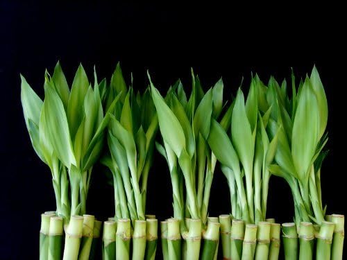 50 Stalks of 6 Inches Straight Lucky Bamboo Sold by JM Bamboo
