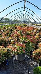 Green Promise Farms PIERIS Japonica `Mountain FIRE` (Andromeda) Evergreen, 3-Size Container, White Blossoms - Plant Does NOT Ship to AZ, CA, HI, ID, MT, NV, OR, PR, UT & WA!