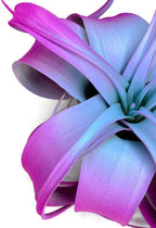 XL Xerographica Colored Air Plant, Live Tillandsia House Plant, Easy Care Indoor Outdoor, Great Gift, Healthy Arrival Guaranteed (Rainbow)