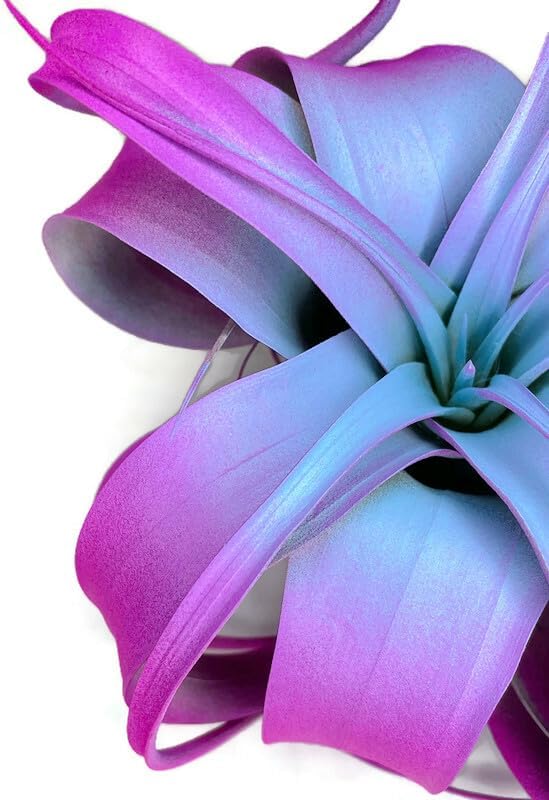XL Xerographica Colored Air Plant, Live Tillandsia House Plant, Easy Care Indoor Outdoor, Great Gift, Healthy Arrival Guaranteed (Rainbow)