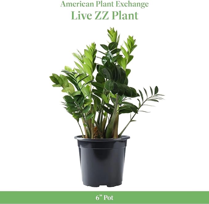 American Plant Exchange Live ZZ Plant, 6-Inch Pot, Easy to Care, Tropical Tabletopplant, Plant for Clean Air