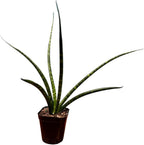 Fernwood Mikado Snake Plant in 2 inch Nursery Pot, Sansevieria Fernwood Live Indoor Plant, Low Light Air Purifier Plant, Easy Care Succulent Plant