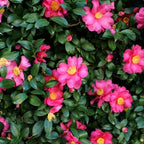 Camellia Plants Live, Rare Camellias Tree Live Plant, Vibrant Flower Shrub, Well-Rooted in Pot, Indoor Outdoor Flowering Zones 7-10 (Deep Pink)