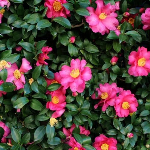 Camellia Plants Live, Rare Camellias Tree Live Plant, Vibrant Flower Shrub, Well-Rooted in Pot, Indoor Outdoor Flowering Zones 7-10 (Deep Pink)