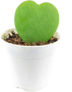 Hoya Sweetheart (4 inch) - Pet-Friendly Houseplants - Attractive Indoor Plants, Easy to Grow, Pet Safe Plants for Cats & Dogs, Ideal for Home Decor, Office & Gift
