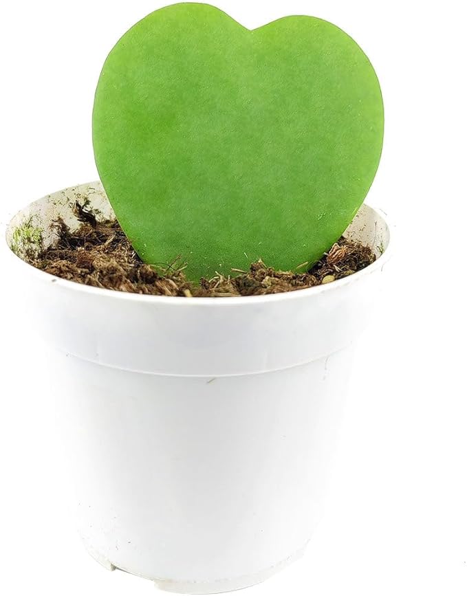 Hoya Sweetheart (4 inch) - Pet-Friendly Houseplants - Attractive Indoor Plants, Easy to Grow, Pet Safe Plants for Cats & Dogs, Ideal for Home Decor, Office & Gift