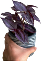 PLANTVERS Purple Jew Live Plant in a 4" Nursery Pot - Low Light Air Purifier - Low Maintenance Houseplant Gift