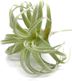 2 PCS Artificial Succulents Plants Real Touch Lifelike Succulants Plants Faux Greenery Plants Garden DIY Home Office Decoration Ornament (Flocking Air Plant)