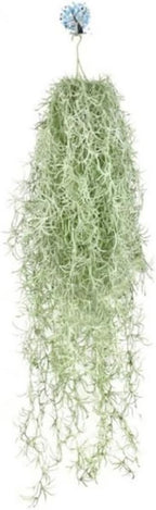 Fresh Air Plant Live Spanish Moss Houseplants Clump 10" Long to Grow, Tillandsia Air Purifying Plants Indoor for Hanging Décor