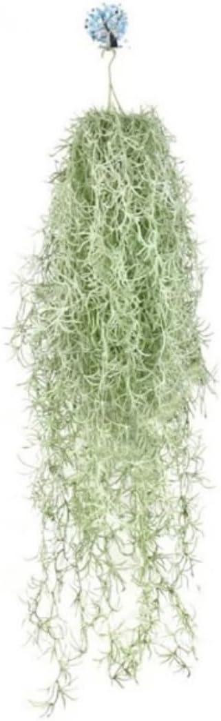 Fresh Air Plant Live Spanish Moss Houseplants Clump 10" Long to Grow, Tillandsia Air Purifying Plants Indoor for Hanging Décor