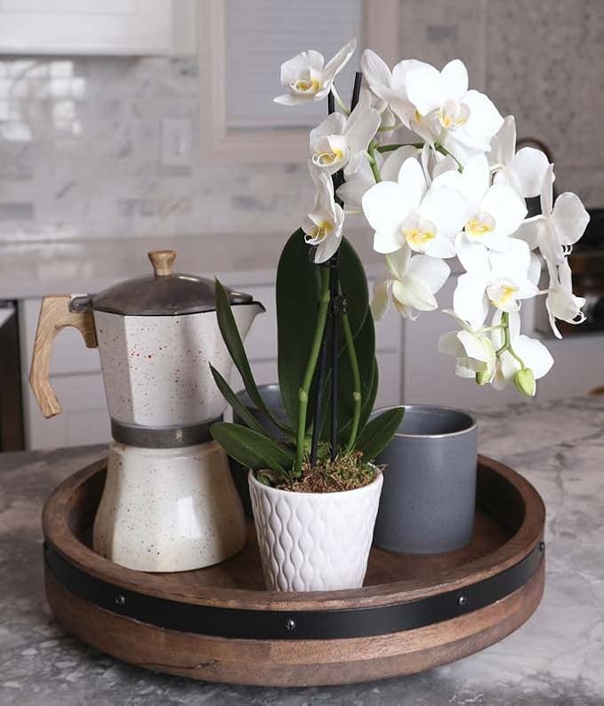 From You Flowers - Pearly White Orchid Plant for Birthday, Anniversary, Get Well or Celebration