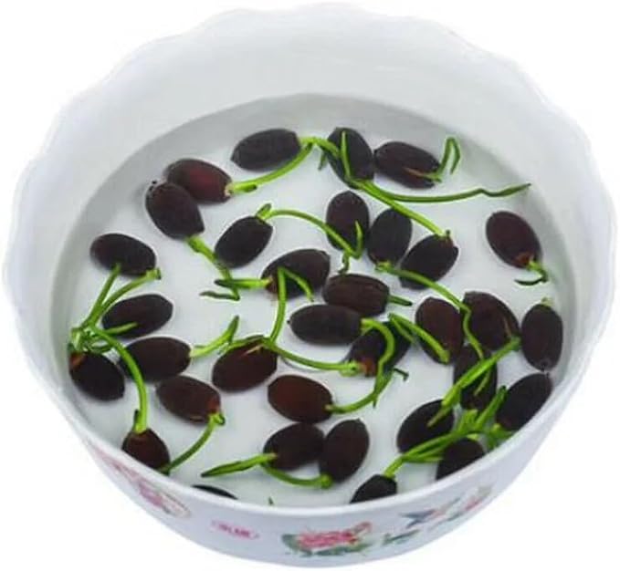 ZEshops 10pcs Mixed Color Bonsai Bowl Lotus Live Plants Pre-Sprouted - Aquatic Beauties for Indoor and Outdoor Serenity